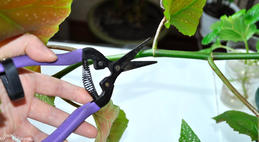 как размножить бегонию черенками