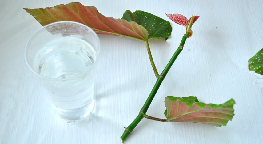 черенкование бегонии