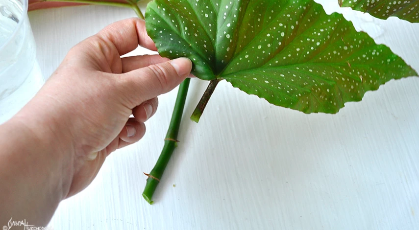 бегония размножение черенками в воде