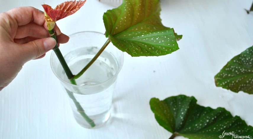 бегония какое размножение