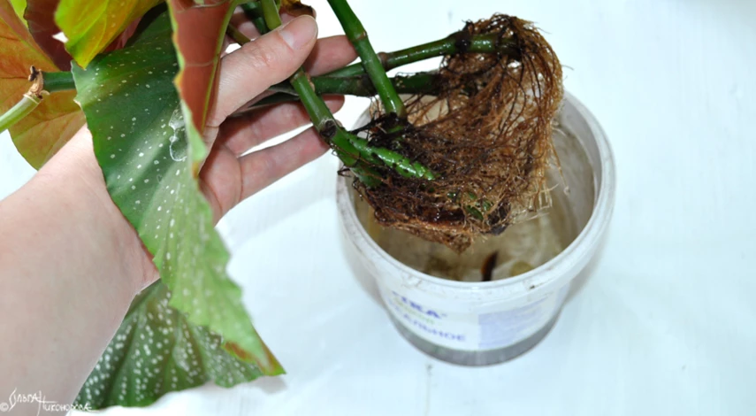 как укоренить бегонию черенками