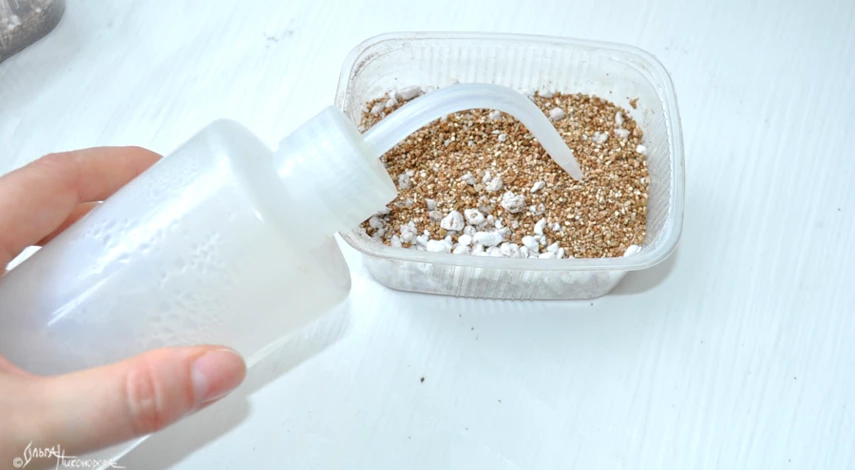 размножение бегонии листом