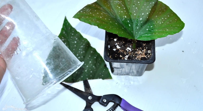 черенкование бегонии листом