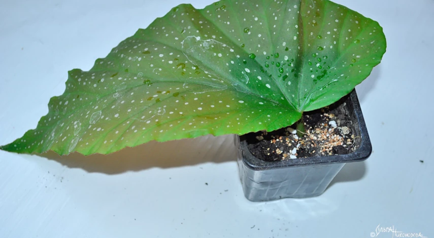 бегония размножение листом фото