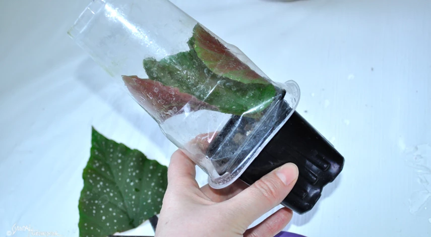 бегония размножение листом пошагово