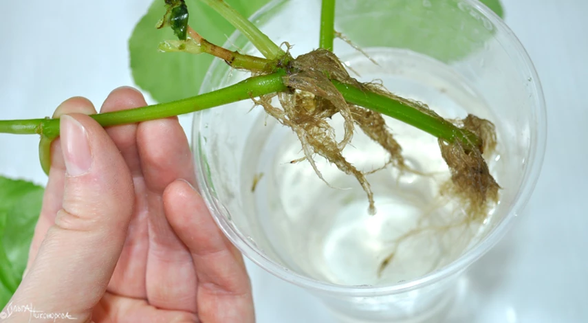 размножение бегонии листом в воде