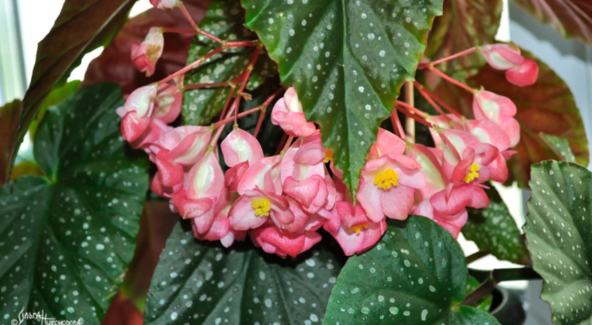 бегония форма размножения