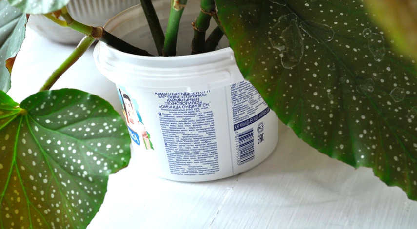 размножение бегонии в домашних условиях фото