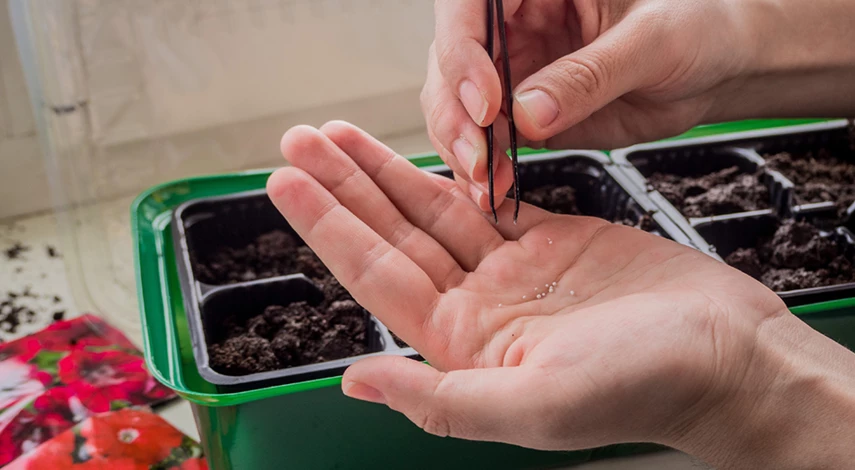 как посеять петунию