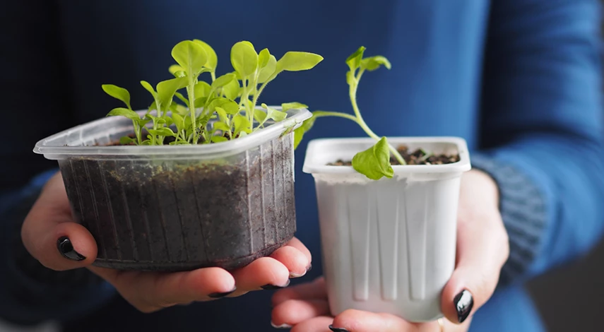 рассада петунии