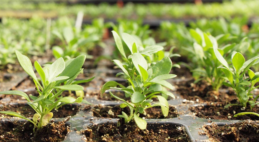 высадка петунии