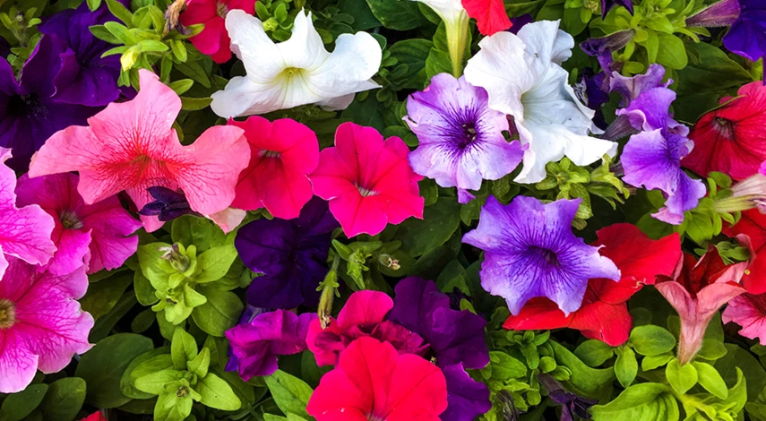 петунии на клумбе