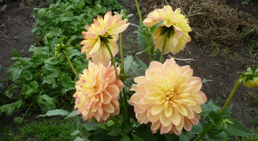 георгины выращивание