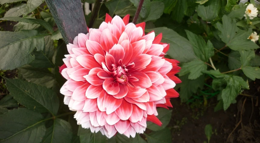 георгины посадка