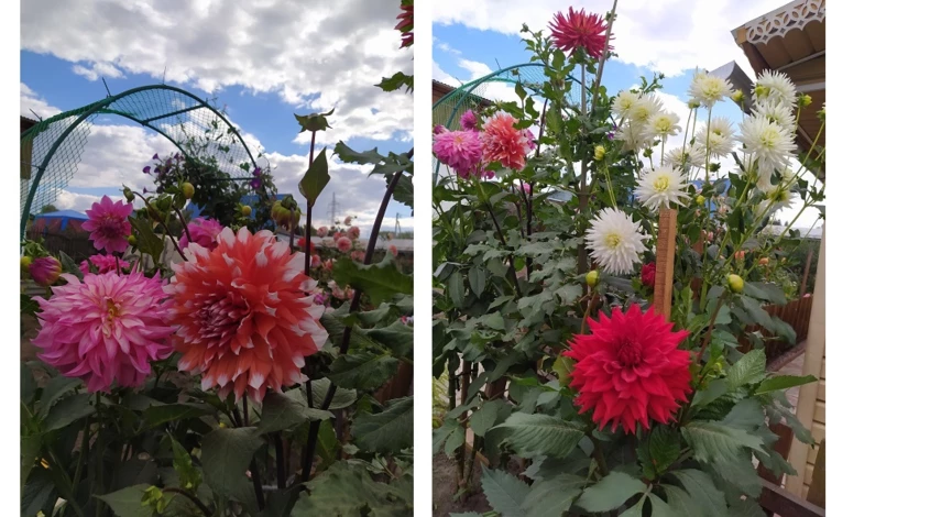 георгин в открытом грунте