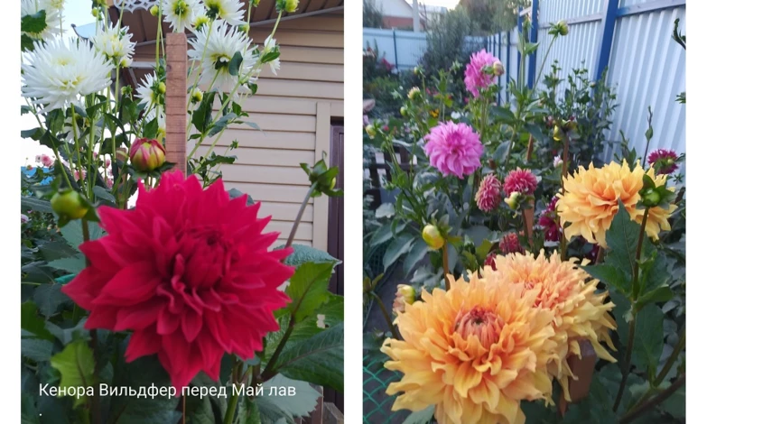 сорта георгин