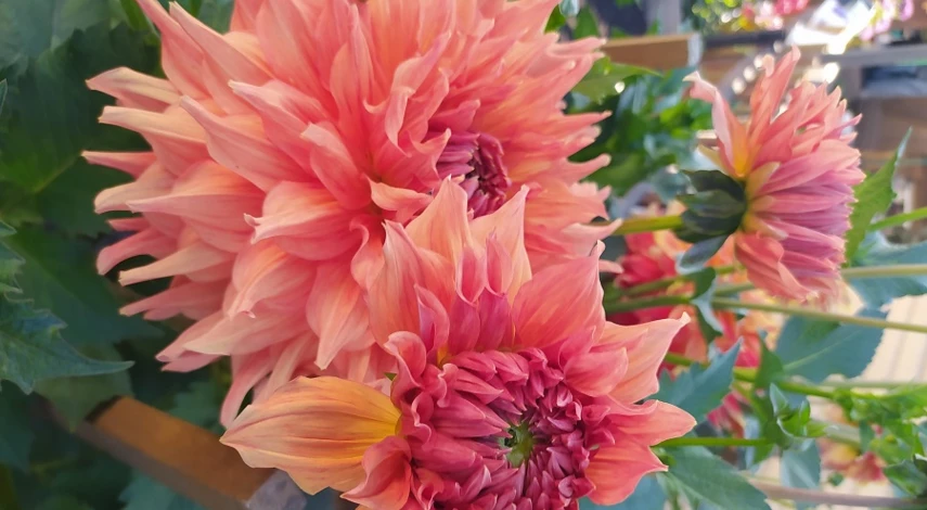 георгины многолетние