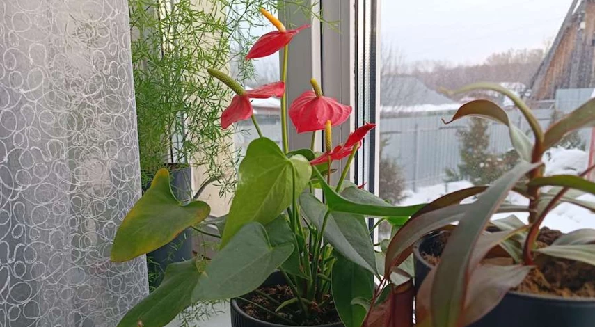 как узнать щелочную почву