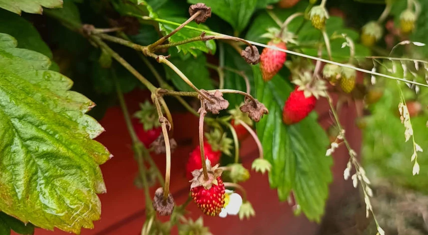 Кислые и щелочные почвы