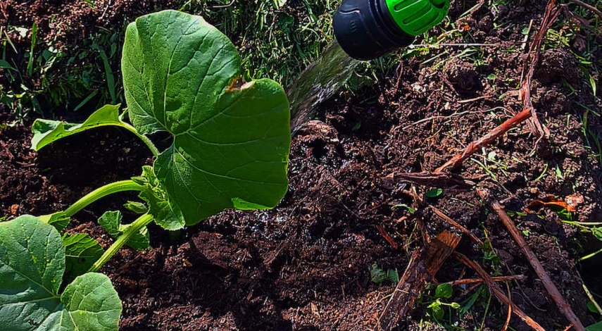 Щелочная почва в огороде