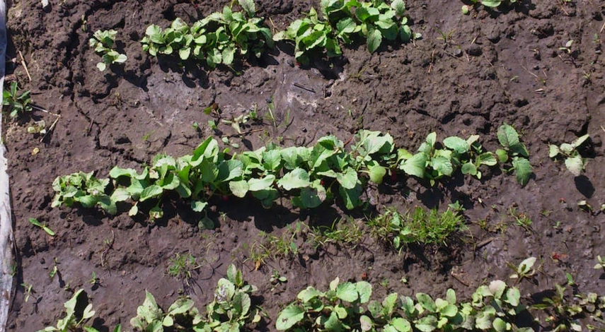 Какая почва кислая или щелочная