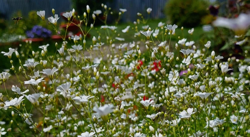 растения на щелочных почвах