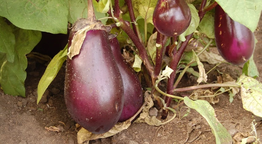 сорт баклажана японский карлик