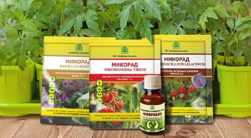 посадка клубники на рассаду