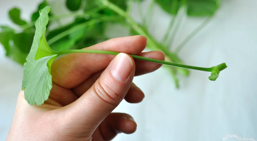 пеларгонию размножить листом