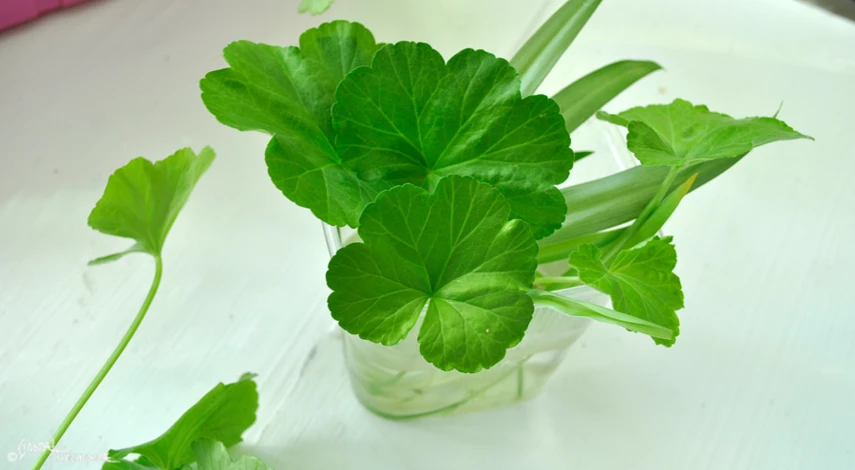 как размножить пеларгонию в домашних условиях