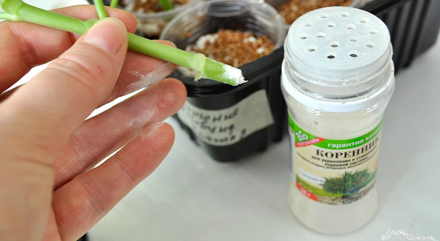 размножение пеларгонии черенками в домашних условиях