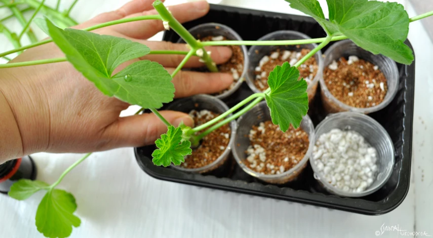 пеларгония пересадка черенками