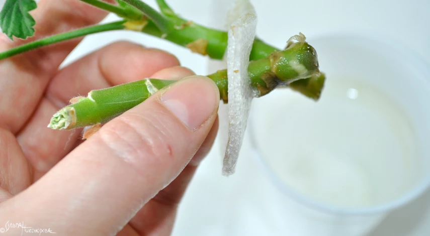 черенки пеларгонии