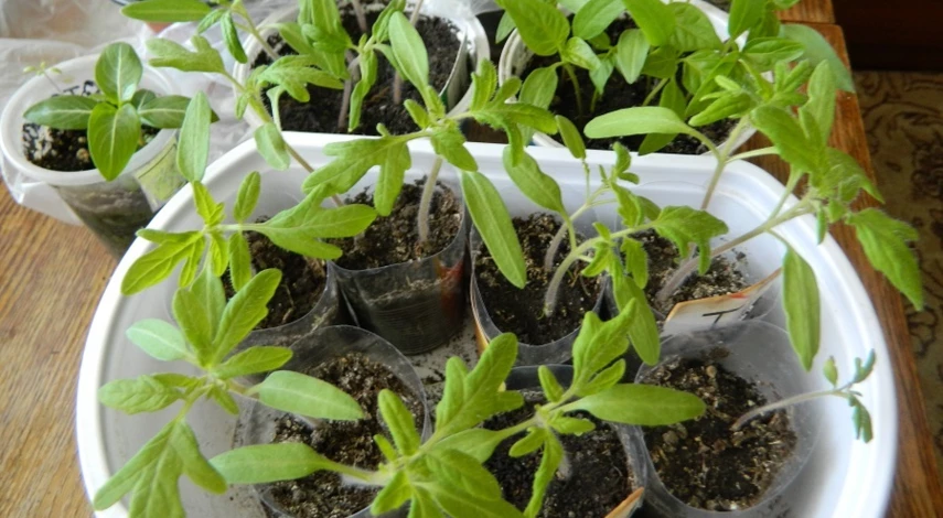 рассада томатов