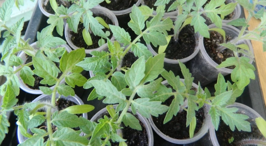 пикировка рассады томатов