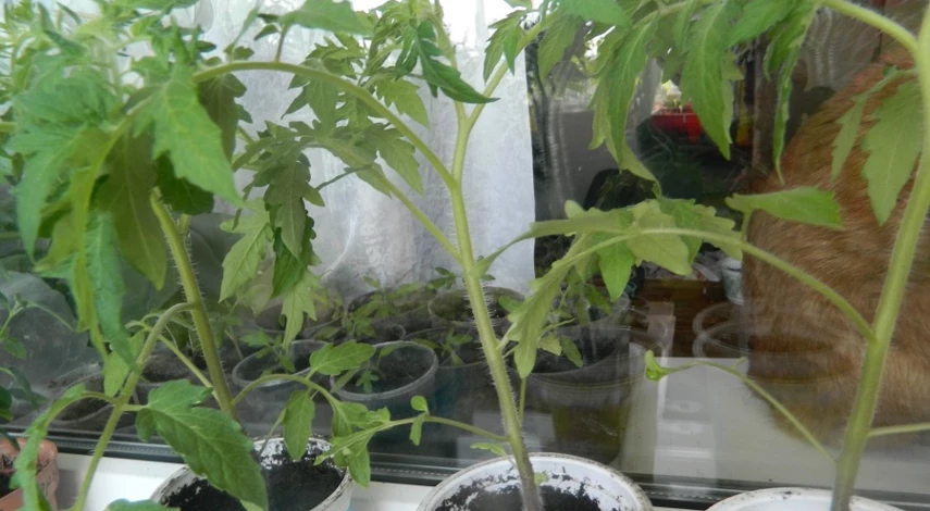 высадка томатов монгольский карлик