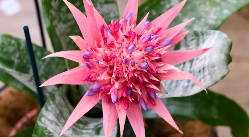 цветок для детской