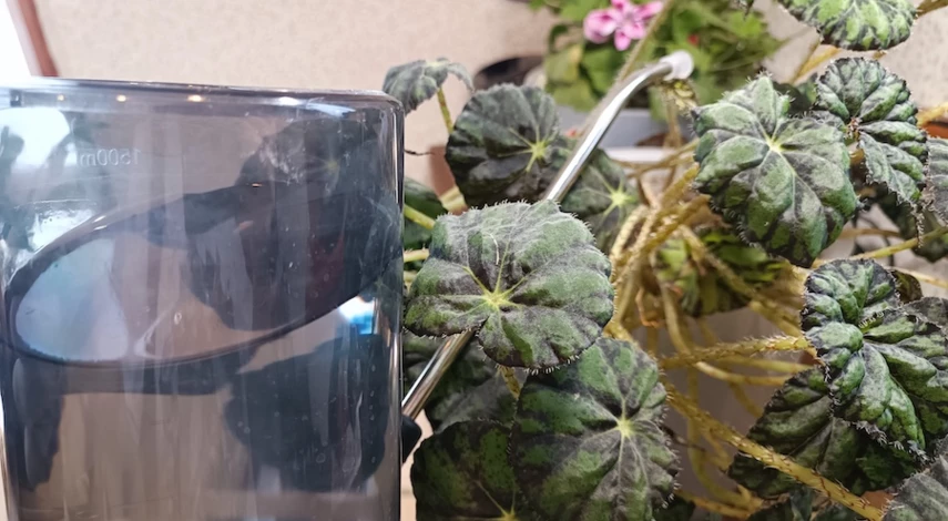 подкормка цветов перекисью пропорция