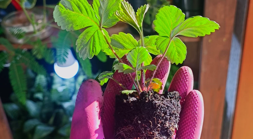 подкормка перекисью рассаду