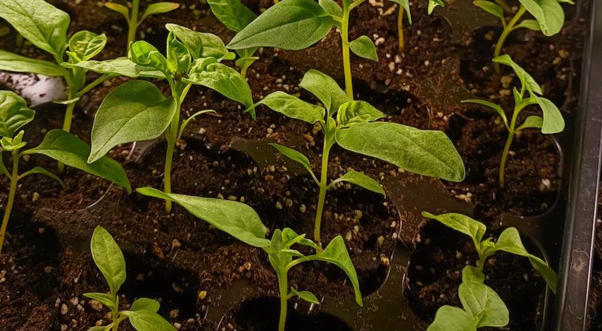 подкормку рассады перекисью водорода