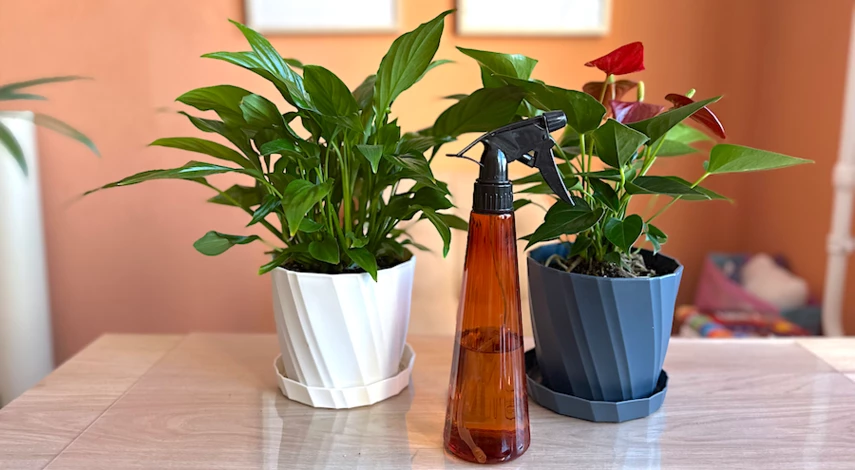 подкормка спатифиллума (женского счастья) перекисью