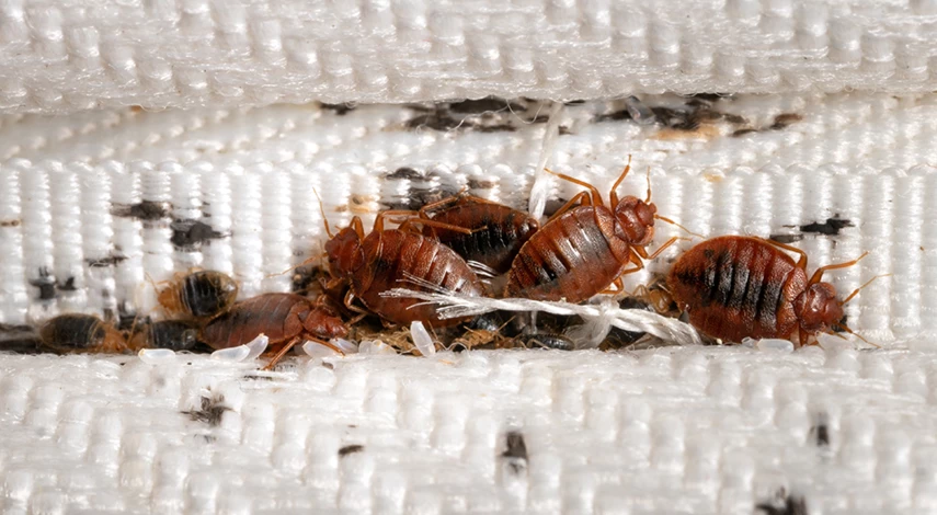 откуда берутся постельные клещи