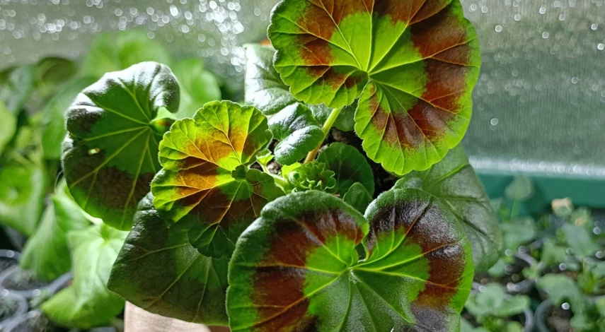 полив герани перекисью