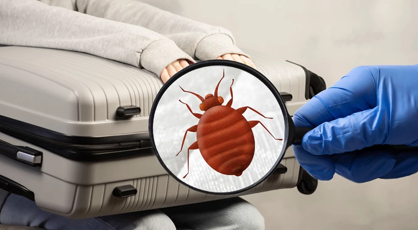 откуда постельные клопы