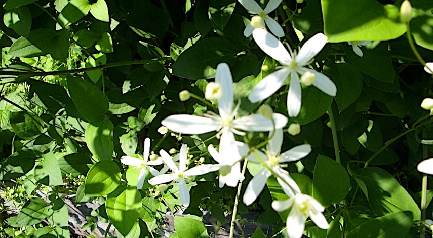 сорта белых клематисов