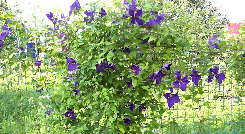 синий сорт клематиса