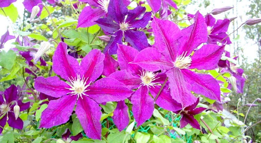 крупноцветковые клематисы