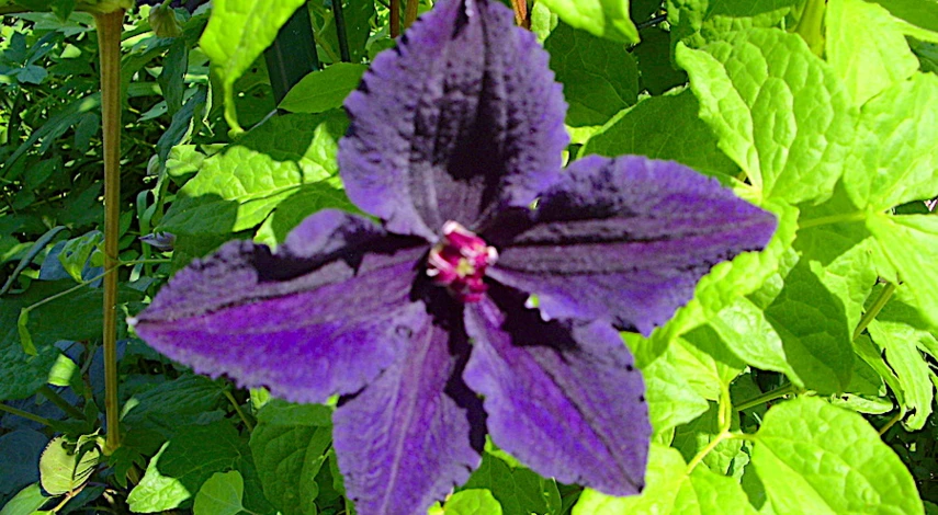 клематис морозостойкие сорта