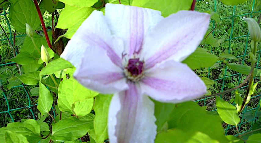 розовый клематис сорт