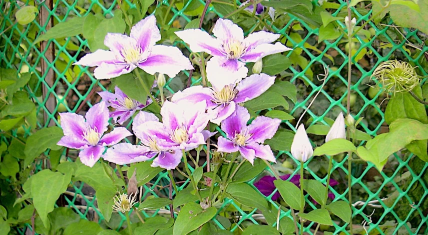 клематисы сорта обрезка